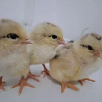 جوجه محلی|حیوانات مزرعه|اسفراین, |دیوار