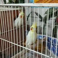 جفت عروس هلندی با قفس