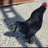 مرغ و خروس اصیل مرندی