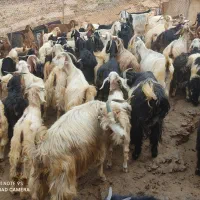 میش وشیشک چاق بز وتی بز چاق کشتاری روغنی|حیوانات مزرعه|خرم‌آباد, |دیوار