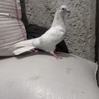 کبوتر پرشی|پرنده|مشگین شهر, |دیوار