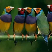 فنچ بنگالی و گلدین|پرنده|نوشهر, |دیوار
