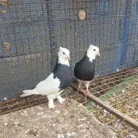 کبوتر|پرنده|سنگر, |دیوار