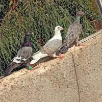 کفتر پشتی دوکت خطی|پرنده|شیراز, تندگویان|دیوار