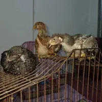 جوجه لاری اصیل|حیوانات مزرعه|رشت, قاسمیه|دیوار