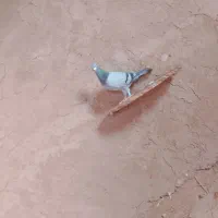 یک عددسبز خوشگل به فروش میرسد