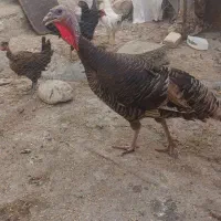 بوقلمون