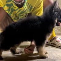 ژرمن شولاین|سگ|بندرعباس, |دیوار