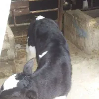 گوساله ماه یک هفته ای