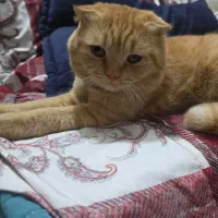 گربه نر جهت جفت گیری