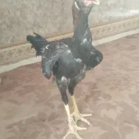 جوجه لاری
