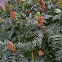 فروش بهترین و پربارترین نهال سماق سردشت