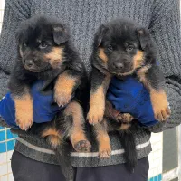 سگ ژرمن شپرد نروماده دوماهه باهم یکجای فی ۱۵ م ت