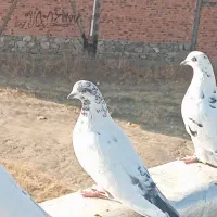 یک جفت کبوتر|پرنده|مریوان, |دیوار