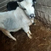 گاو|حیوانات مزرعه|سنگر, |دیوار