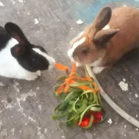 خرگوش های بازیگوش