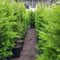 لاوسون، شمشاد،سیکاس،نهال میوه