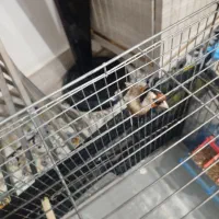 سهره|پرنده|سرپل ذهاب, |دیوار