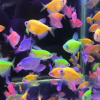 ماهی گلو فیش و انواع ماهی ولوازم