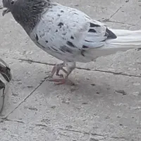 کفتر هفت رنگ دم سفید نر