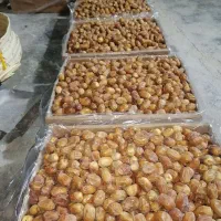 خرمای زاهدی درجه 1 فقط تناژ