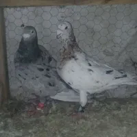 کبوتر سرور خووب|پرنده|شیراز, سیاه سنگ|دیوار