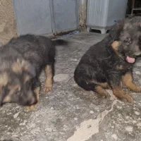 سگ ژرمن|سگ|ایذه, |دیوار