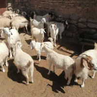 بز دورگ پاکستانی شیری|حیوانات مزرعه|بافت, |دیوار