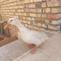 اردک