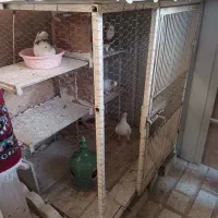 قفس کبوتر