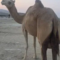 شتر پاکستانی شیری فروشی