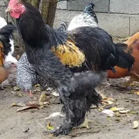 فروش مرغ و خروس برهما|حیوانات مزرعه|خرمآباد (تنکابن), |دیوار