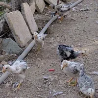 جوجه  مرغ محلی گلین ۸ عدد فقط ۷۲۰ هزار تومان|حیوانات مزرعه|لواسان, |دیوار