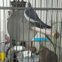 عروس هلندی|پرنده|صباشهر, |دیوار