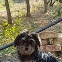 سگ باهوش وبازیگوش|سگ|اراک, |دیوار