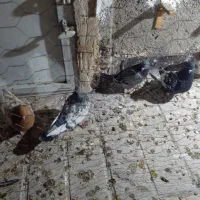 ۸عدد کفتر قلدر|پرنده|مشهد, شهید آوینی|دیوار