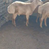 تعداد۳ عددبره نربفروش میرسد|حیوانات مزرعه|تربت جام, شهرک معلم|دیوار