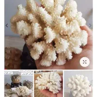 مرجان شاخ گوزنی|ماهی|سرپل ذهاب, |دیوار