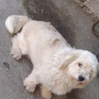 توله سگ پاکوتاه پشمالو