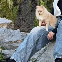 پامرین روباهی ماده ی ساله