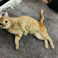 گربه|گربه|قم, کلهری|دیوار