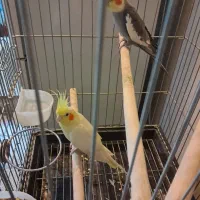 عروس هلندی مولد|پرنده|تهران, آذربایجان|دیوار