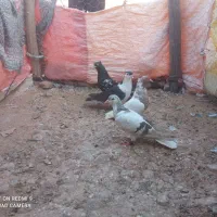 معاوضه با گراف نر ماده|پرنده|تربت جام, میان جام|دیوار