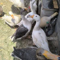 قوغاز