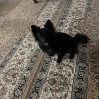 سگ پامرروباهی