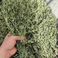 یونجه کوبیده