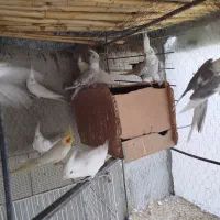 عروس هلندی|پرنده|جوین, |دیوار