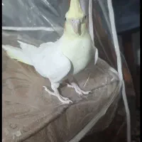 عروس هلندی ماده