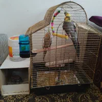 عروس هلندی جفت با جوجه|پرنده|ساوه, |دیوار