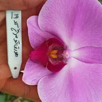 نشا ارکیده فالانوپسیس کشت بافت